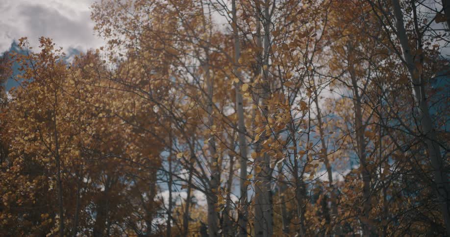 Trees on the coast with leaves in fall colors move in the wind