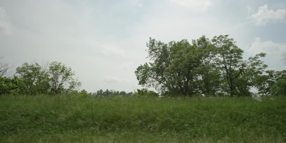 Trees near an overgrown field on a cloudy day