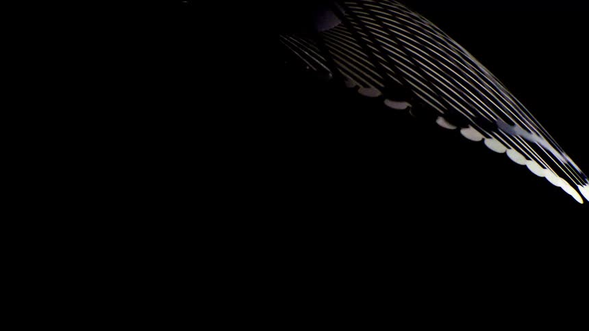 Curved parallel lines with circular points occupy the upper right area against a dark background