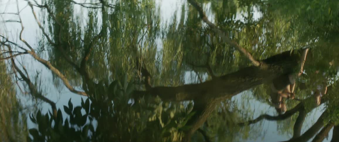Reflection of trees in a body of water