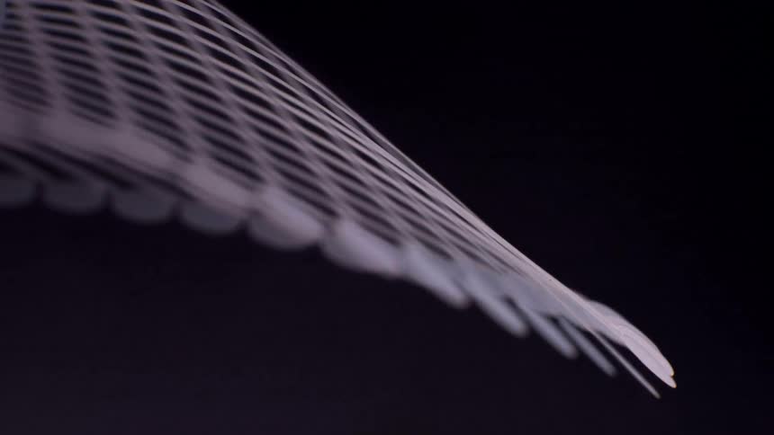Delicate lines in perspective converge with elongated points