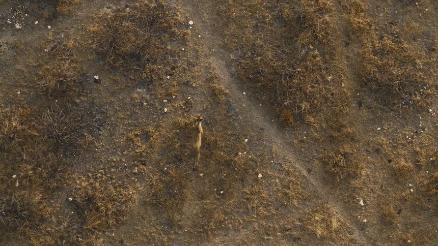 Lion walking on a savanna during dusk or dawn