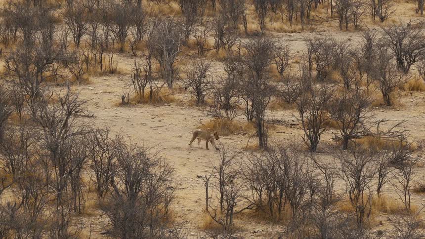 Lion walking on a savanna surrounded by dried up trees with birds flying around outdoors during day time