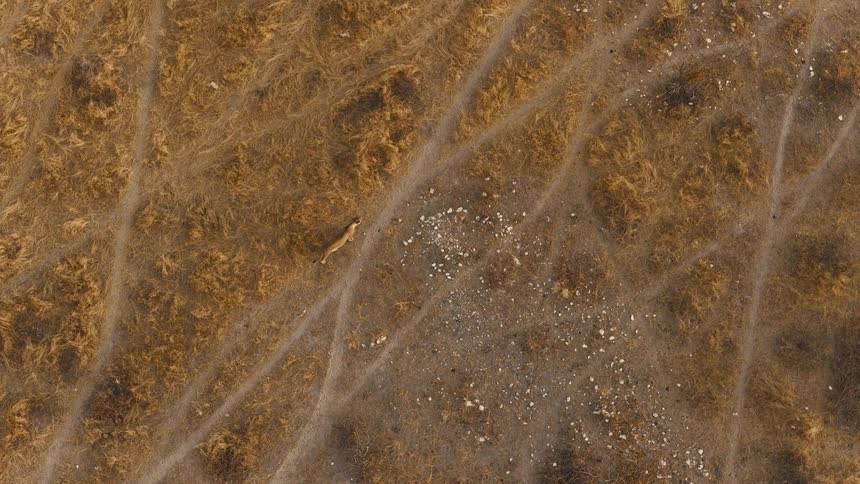 An aerial topdown shot shows a lioness walking steadily across a network of dry game trails in an arid savanna landscape