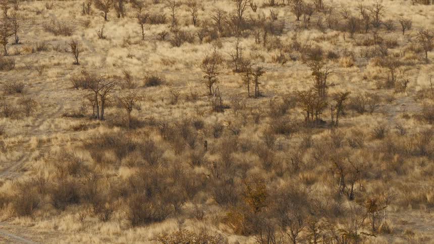 A pack of cheetahs moves gracefully through the dense sundried brush of an expansive savannah its spotted coat blending seamlessly into the golden landscape as it navigates the rugged terrain