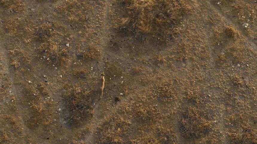 Lioness standing on dry terrain with sparse vegetation