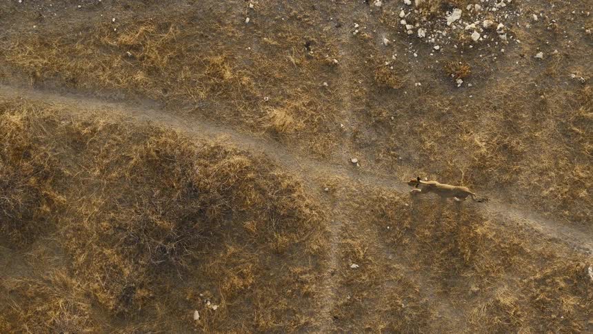Lion walking along winding trail in arid terrain