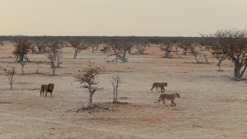 A male lion follows two lionesses as they walk across a vast arid savanna filled with sparse leafless trees under a clear bright sky during the day