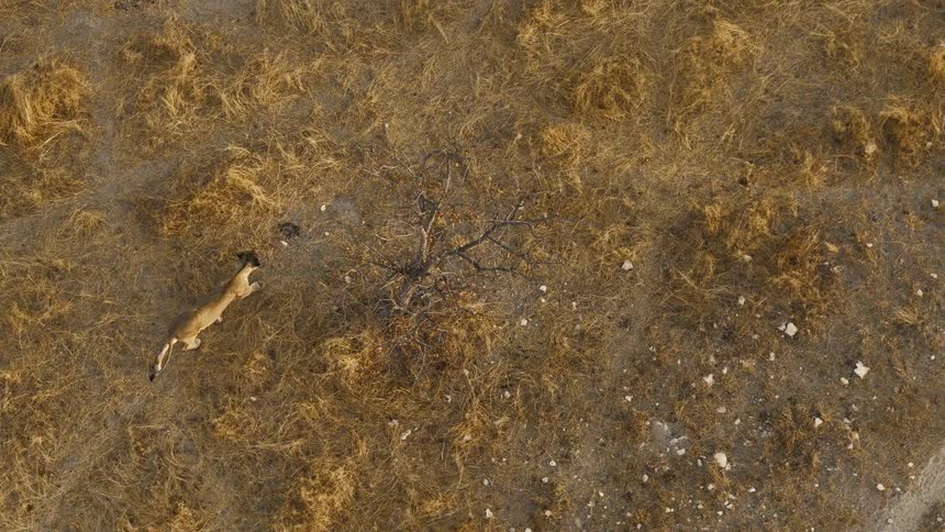 Lone lion crossing the dry terrain under an aerial gaze