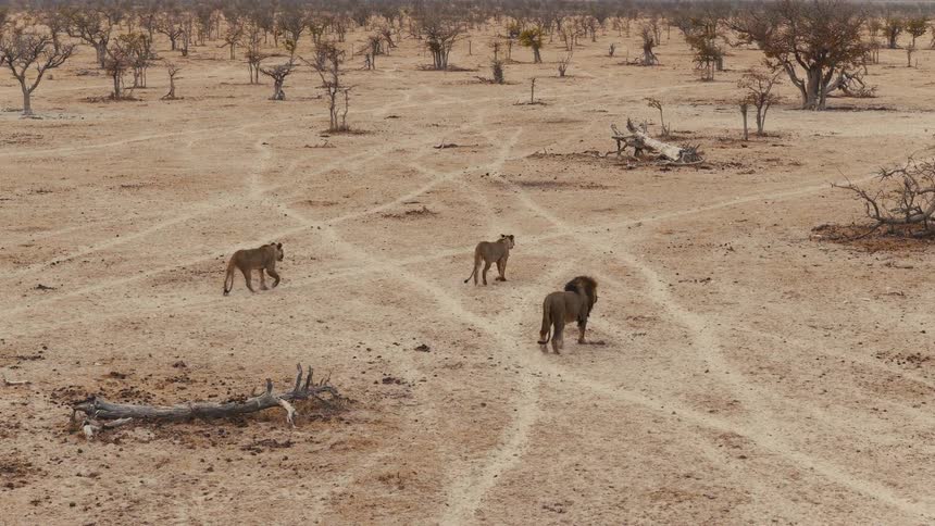 Aerial of three lions walking in a vast desert