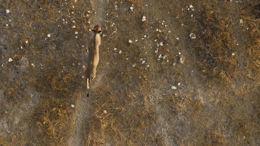 Lioness walks across the ground during the daytime