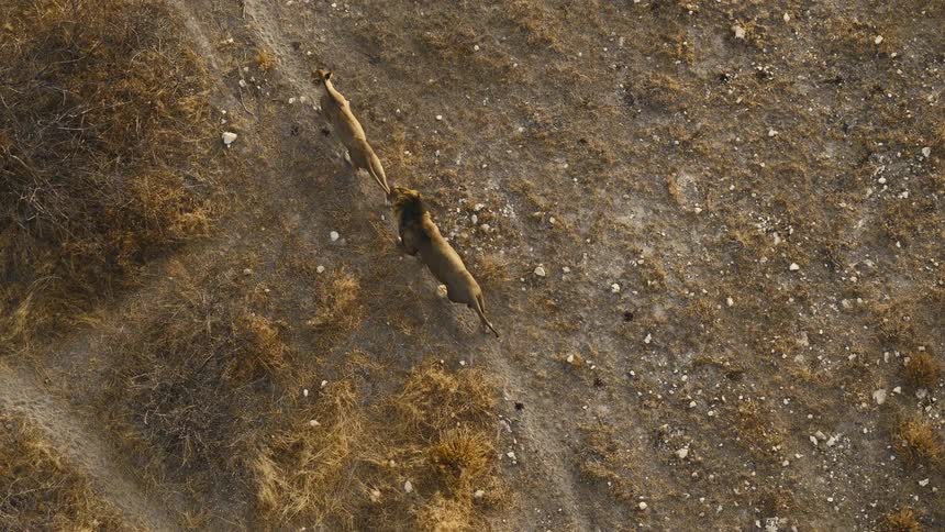A top view shows a male lion and a lioness walking across a dry dirt field with patches of yellow grass and small rocks during the day