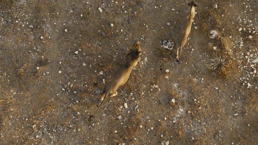 Two lions are moving across a barren piece of land