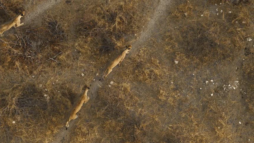 An aerial birdseye view shows three lionesses walking in a line along narrow dirt paths through a vast expanse of dry yellowed grass and scattered desert shrubs during the day