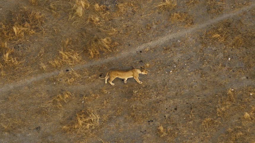 An aerial view tracks a lone lioness as she confidently walks along a dusty path her shadow moving beside her across the dry savanna