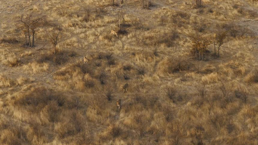 A group of lions walking through a savannah area