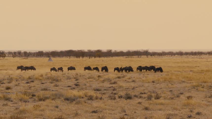 Herd of wilebeeest grazing on a field outdoors during dusk or dawn