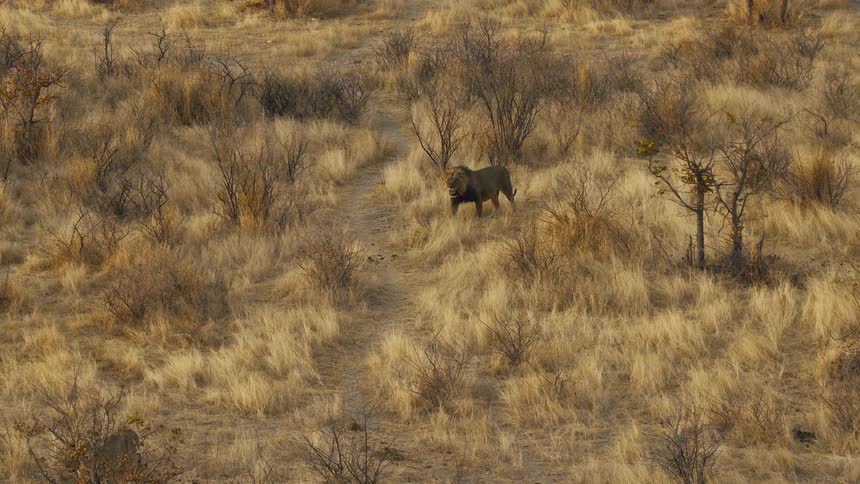 Two lions crossing dry savanna with scattered vegetation