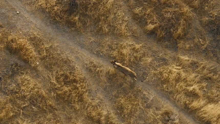 Determined lioness following the trail through the parched savannah