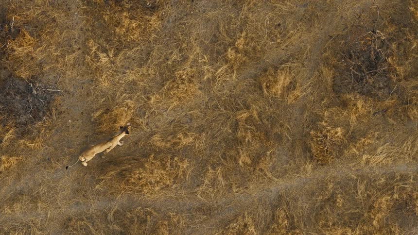 An incredible topdown aerial shot follows a sleek lioness as she runs with purpose through the golden dry grasses of the savanna