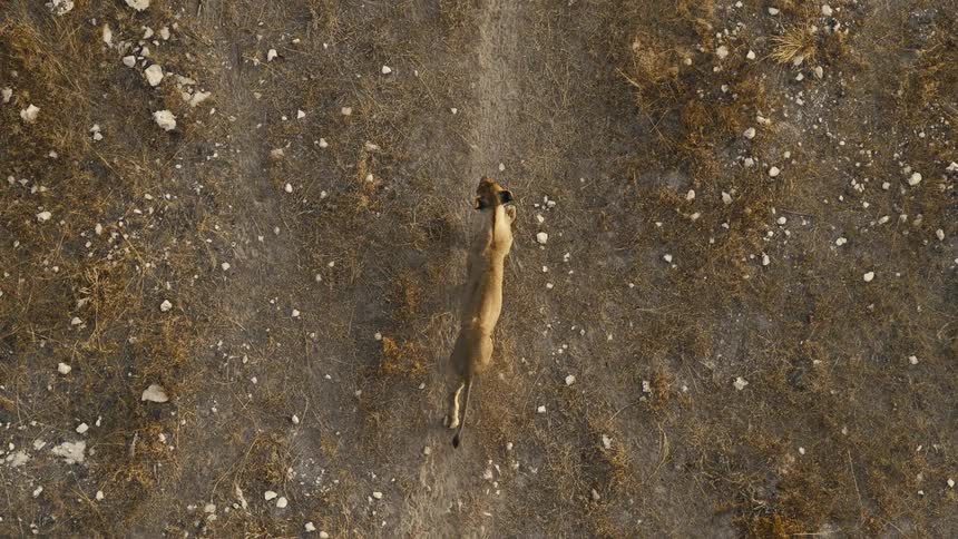 Lioness walks across the ground on an autumn day
