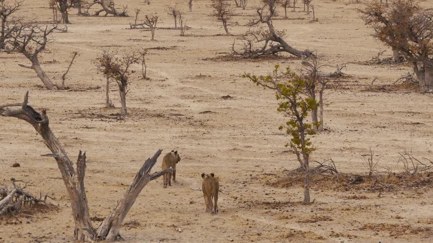 Two lionesses are moving across the desert full of trees