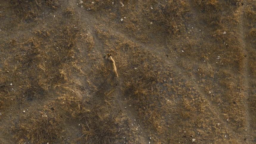 Aerial view of a big cat walking on a path