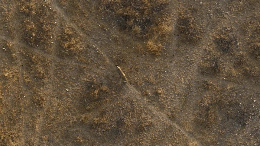 The welldefined dirt path or animal trail that runs diagonally across the frame from the top left toward the bottom right the physical path being created by the lioness as she walks steadily along that trail moving from the center toward the bottom of