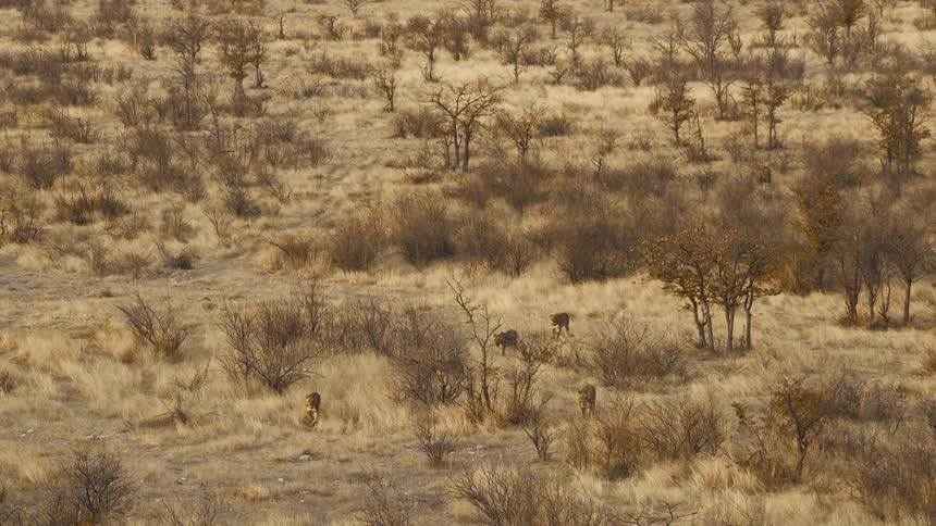 A pride of lions walks through a dry savanna field with sparse trees and yellow grass during a sunny afternoon