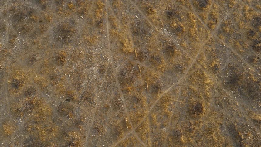 Several animals are moving across a desert landscape
