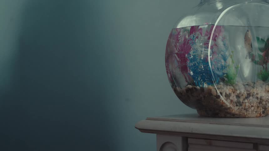The video shows a round fishbowl sitting on the corner of a white decorative shelf or table against a muted blue wallinside the bowl a small goldcolored fish swims slowly through colorful plastic plants and over a bed of tan pebbles