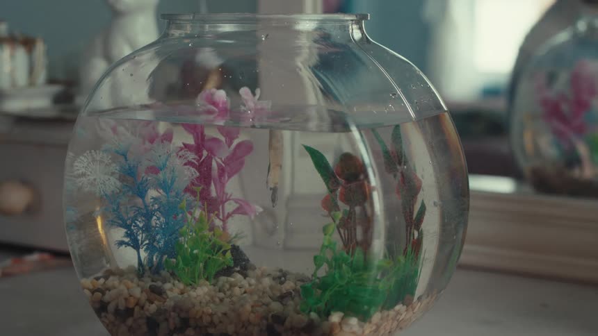 Female person knocking on a fish bowl and then removing a dead fish with a net indoors during day time