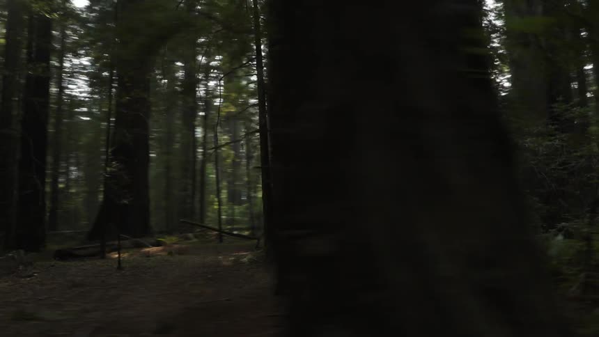 The forest is dense and dark