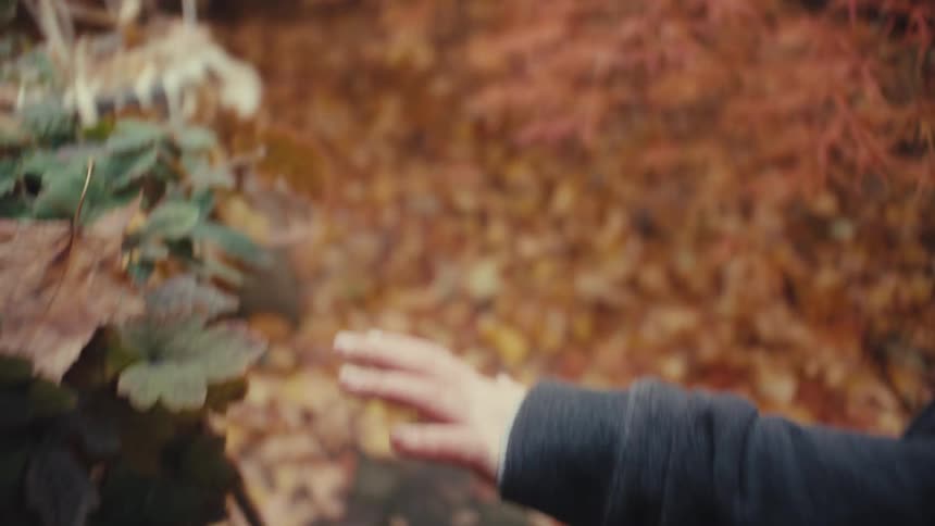 A persons hand reaches out to gently brush against autumn leaves in a forest setting the background is filled with a soft blur of vibrant orange and brown foliage on the ground