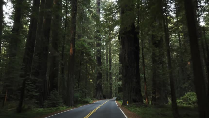 A vehicle drives through a forest with tall trees all around