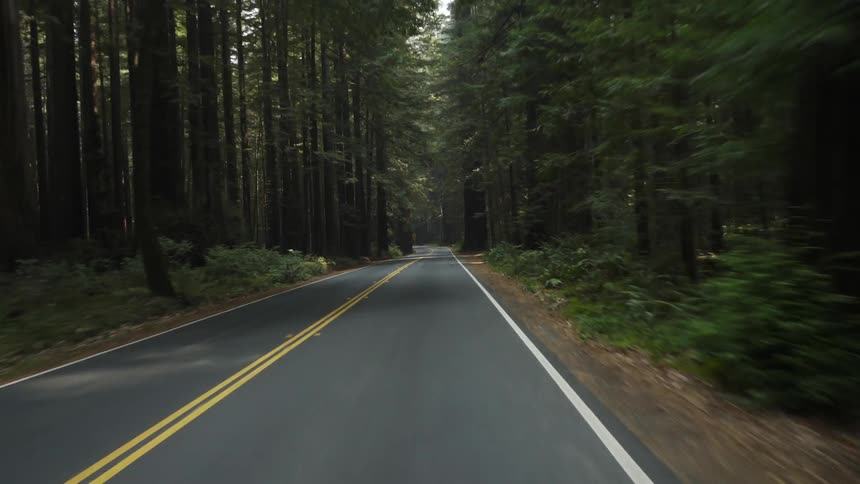 A small road has tall trees on either side