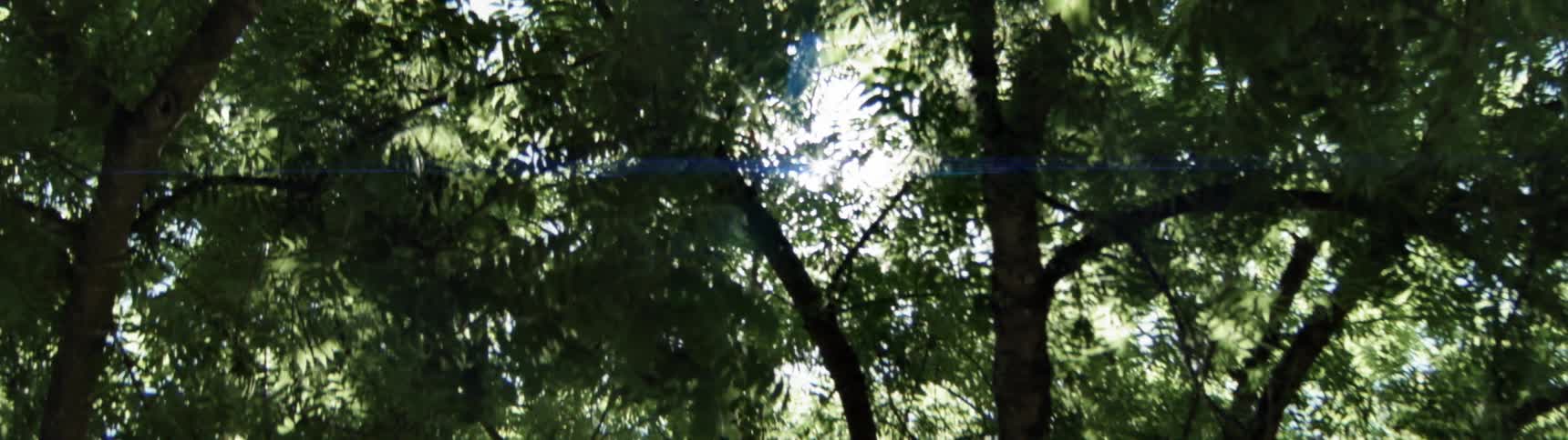 Sunlight shining through leaves on a tree