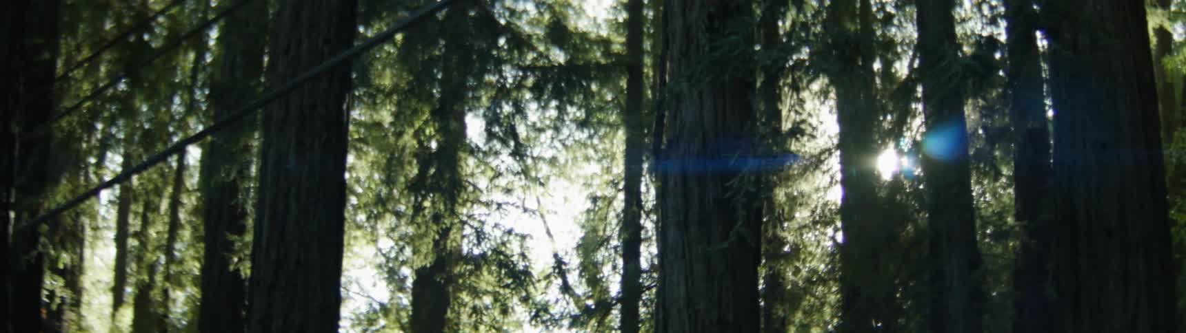 Sun shining through the trees