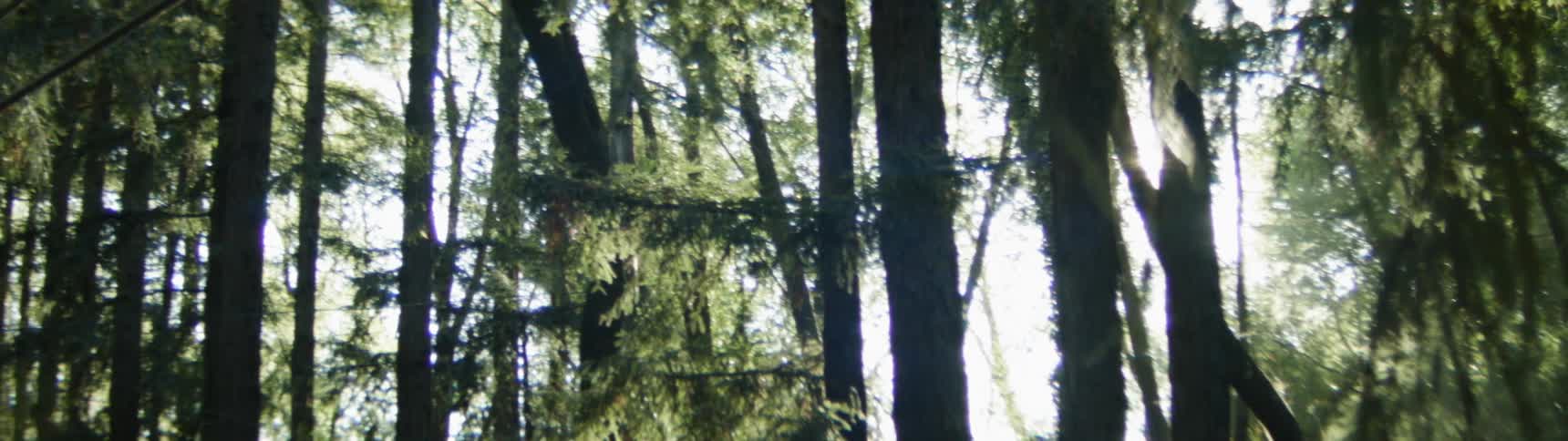 Tall trees on a sunny day