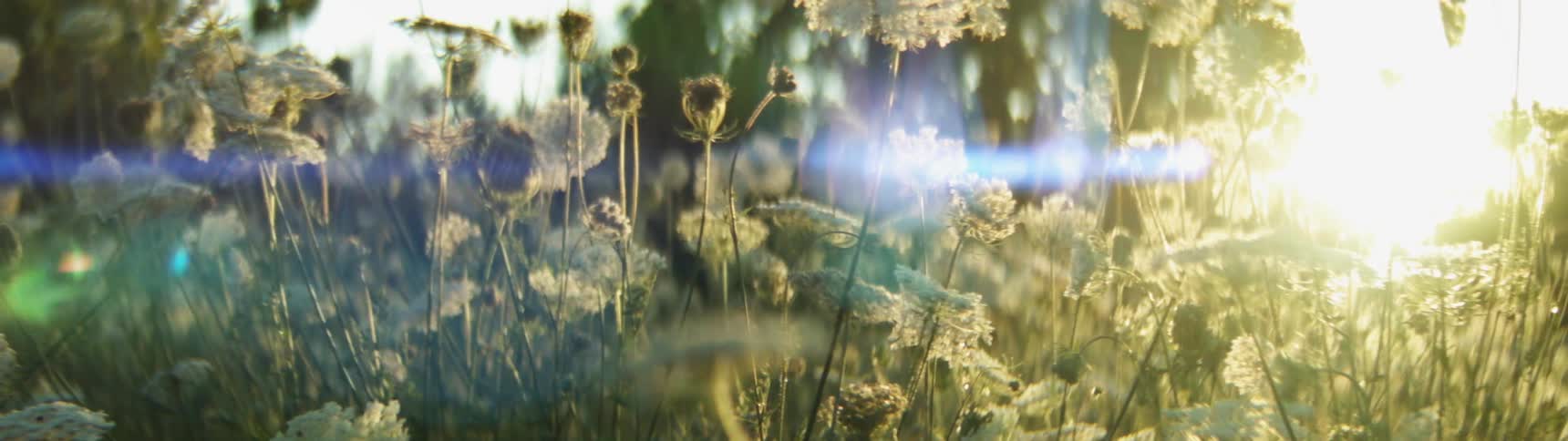 Flowers and buds wave in the wind on a sunny day