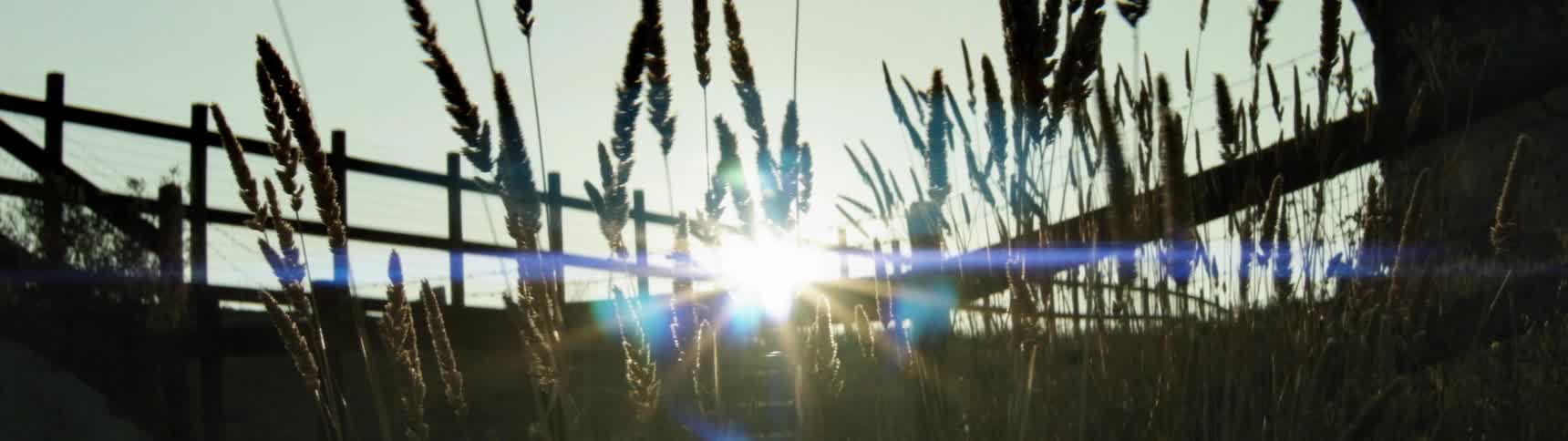 Weeds blow in the wind on a sunny day