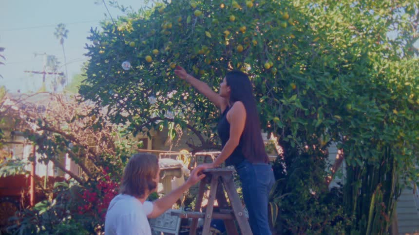 A couple joyfully harvests ripe fruit from a backyard tree in warm daylight