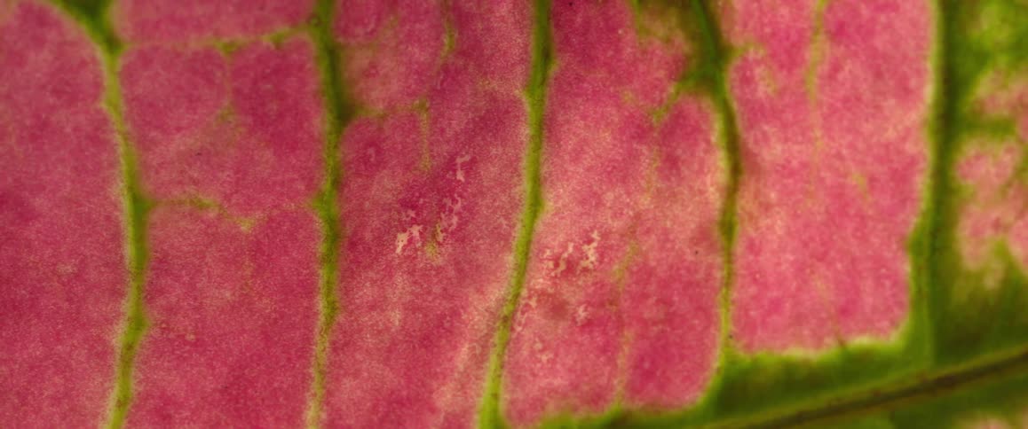 A close up of something pink with a green outline