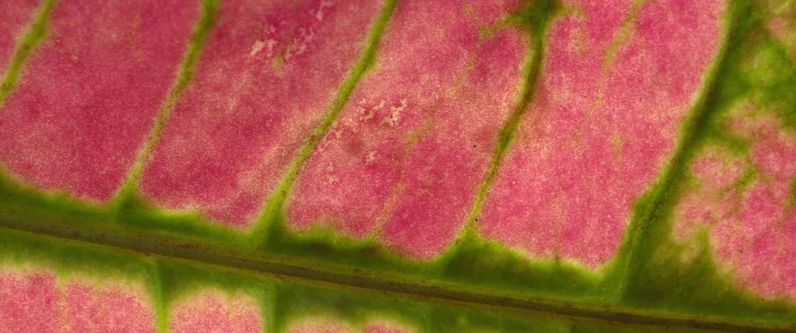 A close up of some pink and green leaves