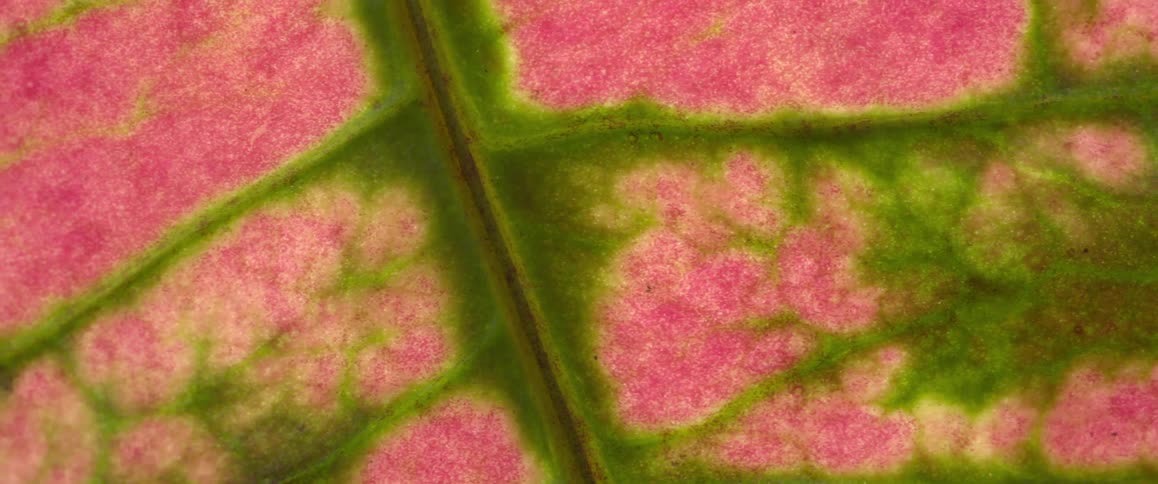 The leaf has veins moving through it