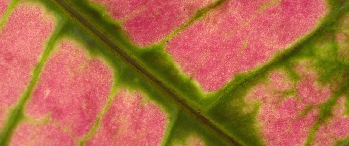 Close up of a colored leaf of a coleus plant