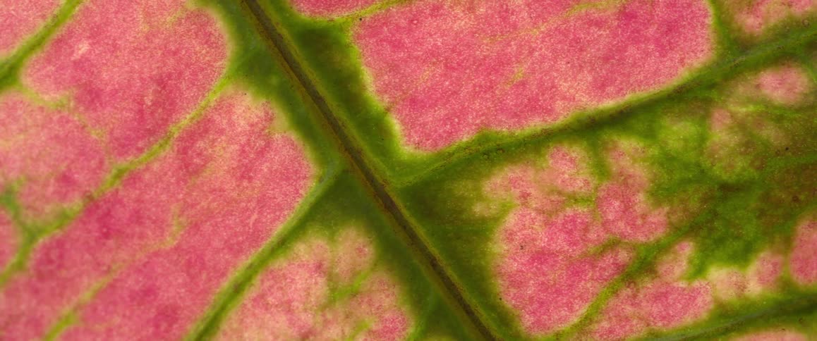 Close up of a colored leaf of a coleus plant