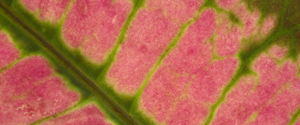 Close up of the colored leaf of a coleus plant