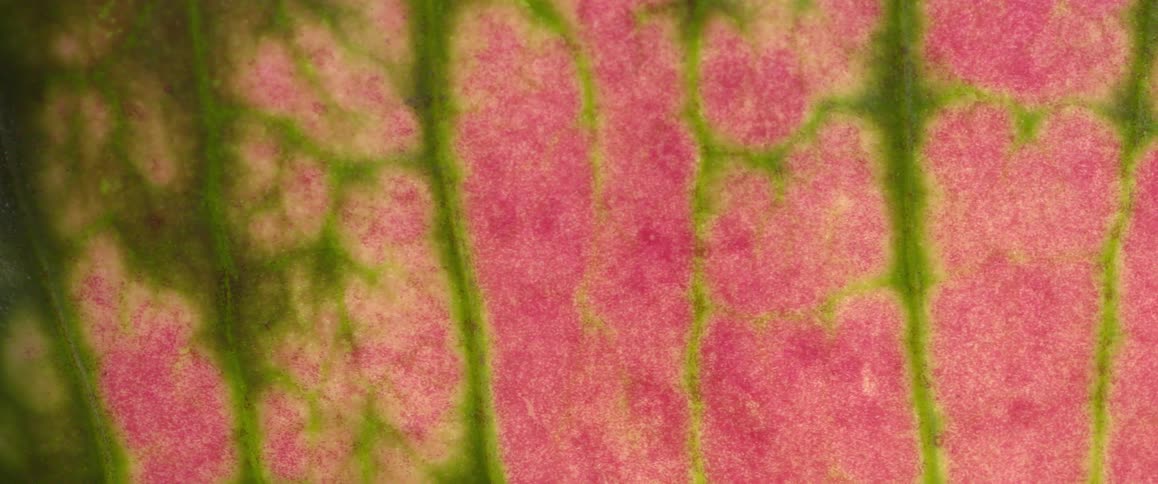 Extreme closeup of a leaf with green and pink coloring