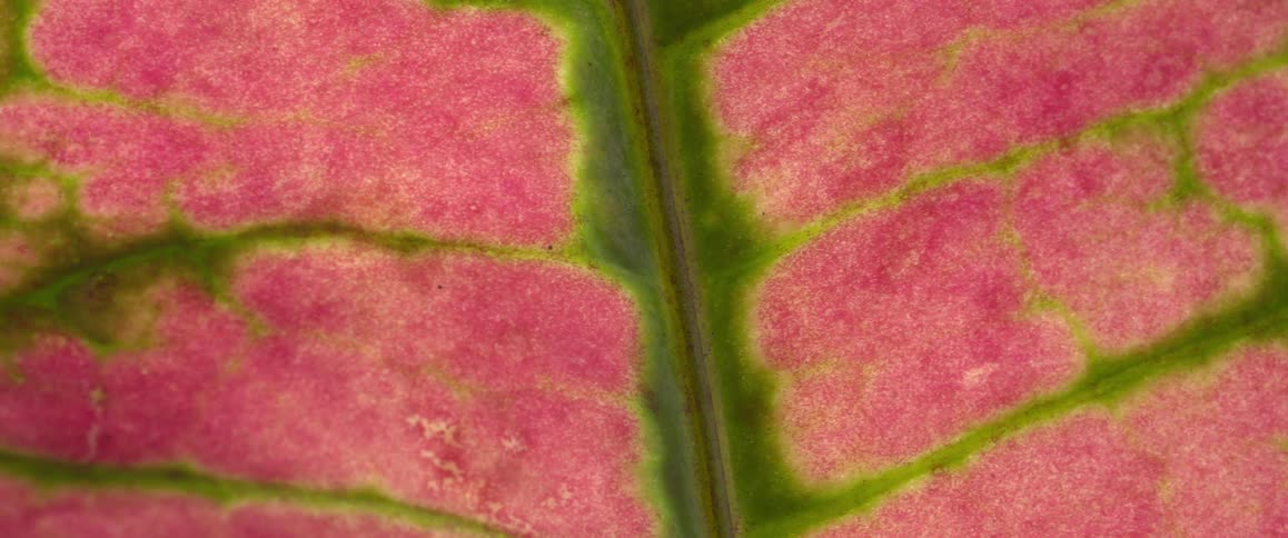 Close up of the colored leaf of a coleus plant